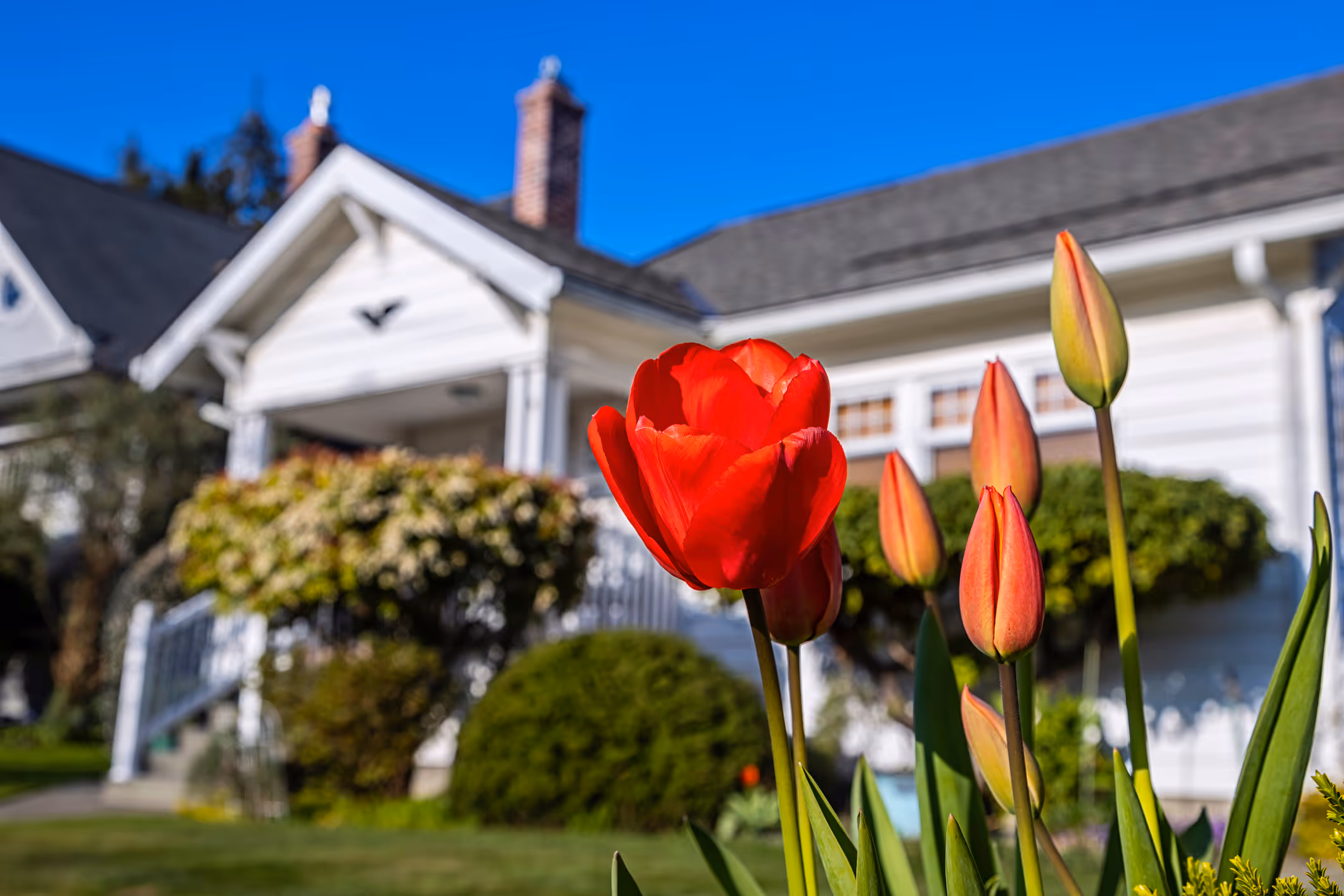 Red tulip in bloom with tulip buds in the foreground and a white house with a dark shingle roof in the background on a sunny spring day.